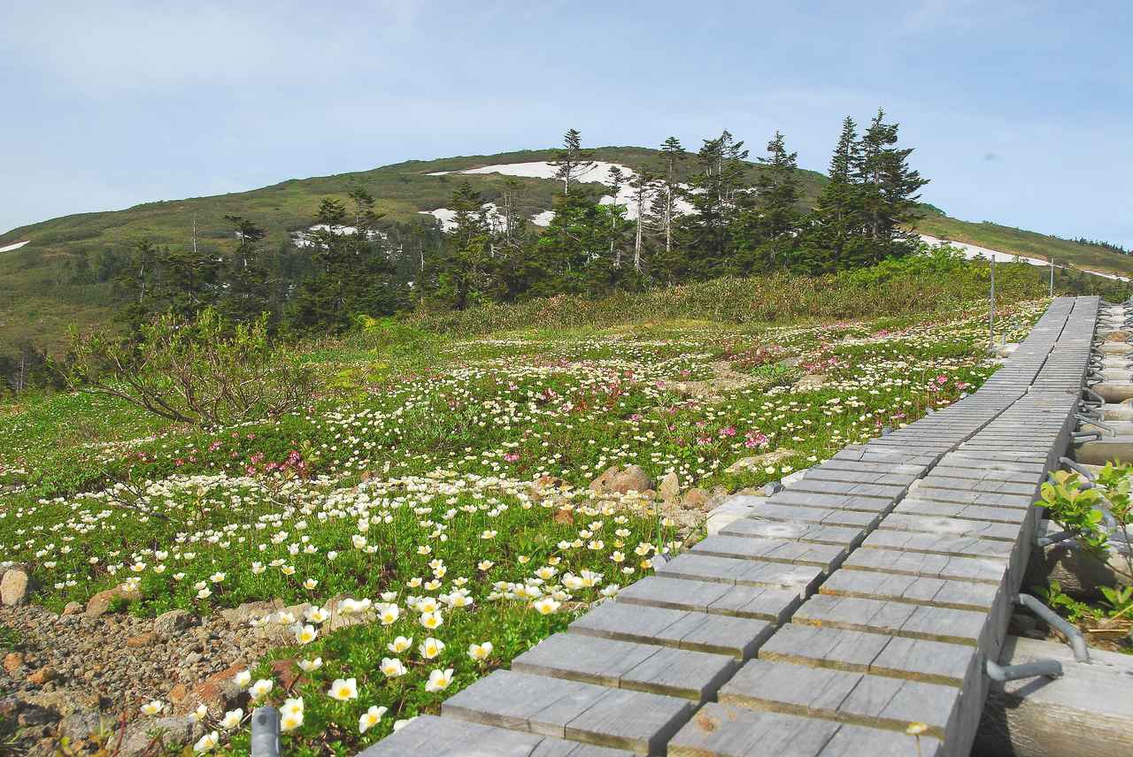 画像1: 1. 北秋田市のシンボル 花の百名山「森吉山(もりよしざん)」