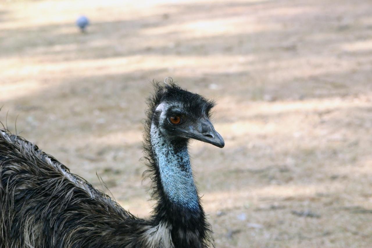 画像3: エミュー|広大な大地を歩く、オーストラリアらしい大型の鳥