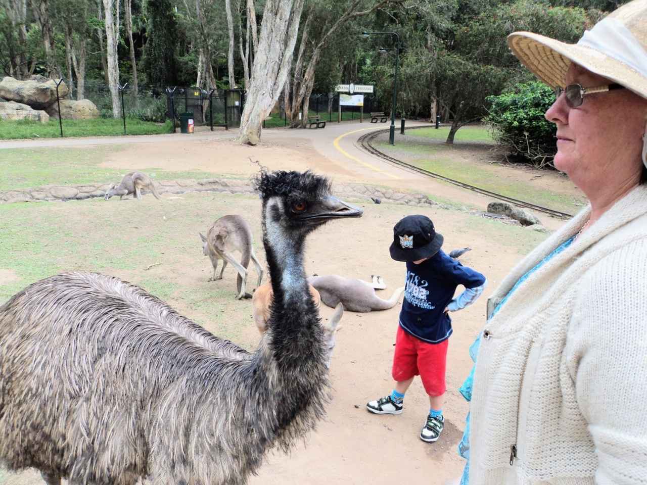 画像2: エミュー|広大な大地を歩く、オーストラリアらしい大型の鳥