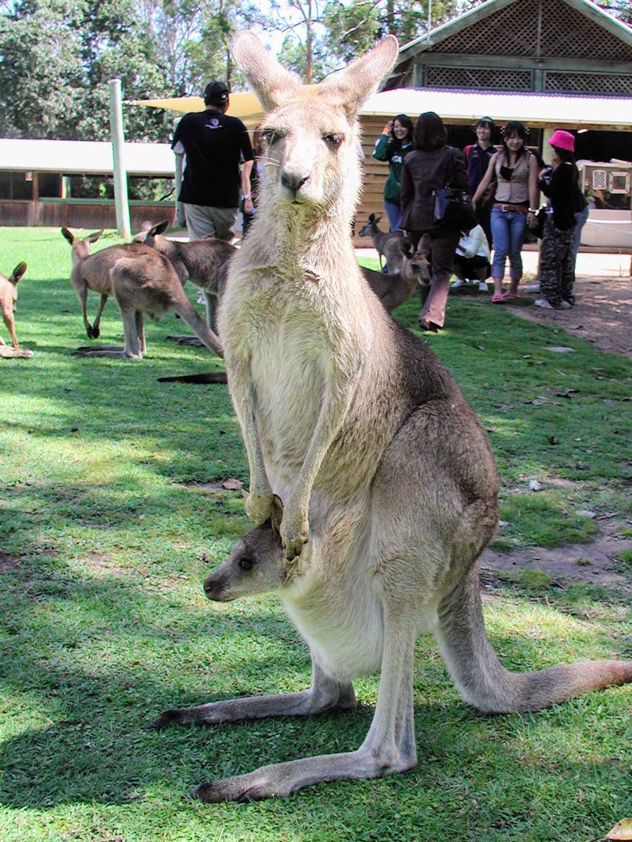 画像3: オーストラリアの動物たちに魅せられる。旅先で知る固有種の魅力