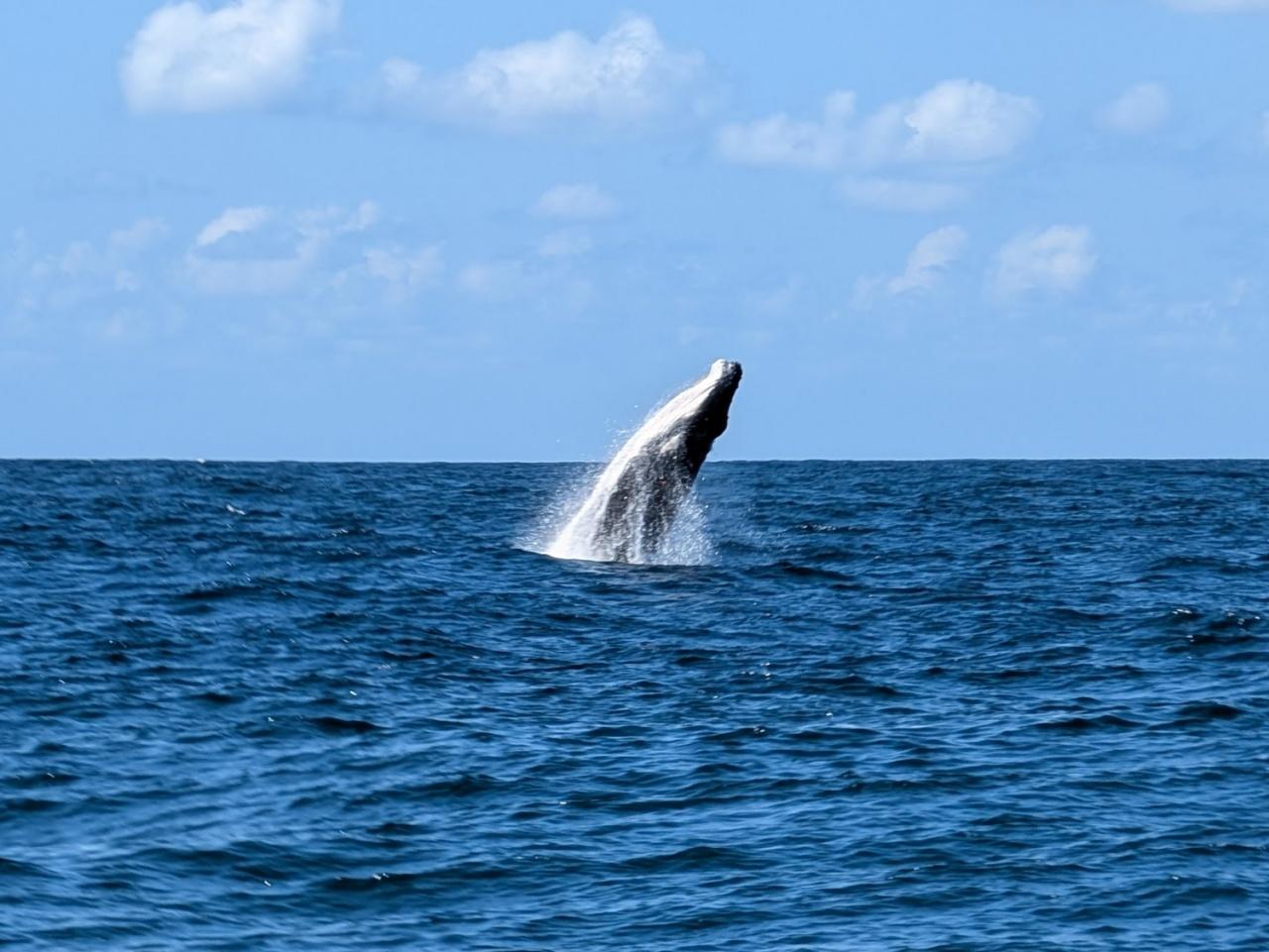 画像1: クジラ|シドニー湾で大迫力のホエールウォッチング