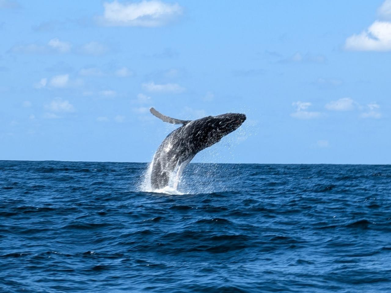 画像2: クジラ|シドニー湾で大迫力のホエールウォッチング