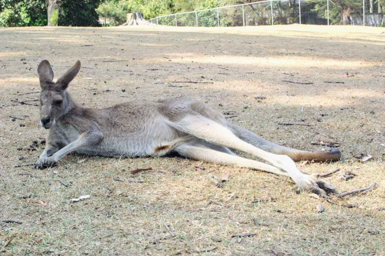 画像1: カンガルー|跳ねる姿もくつろぐ姿も愛らしい、オーストラリアの象徴