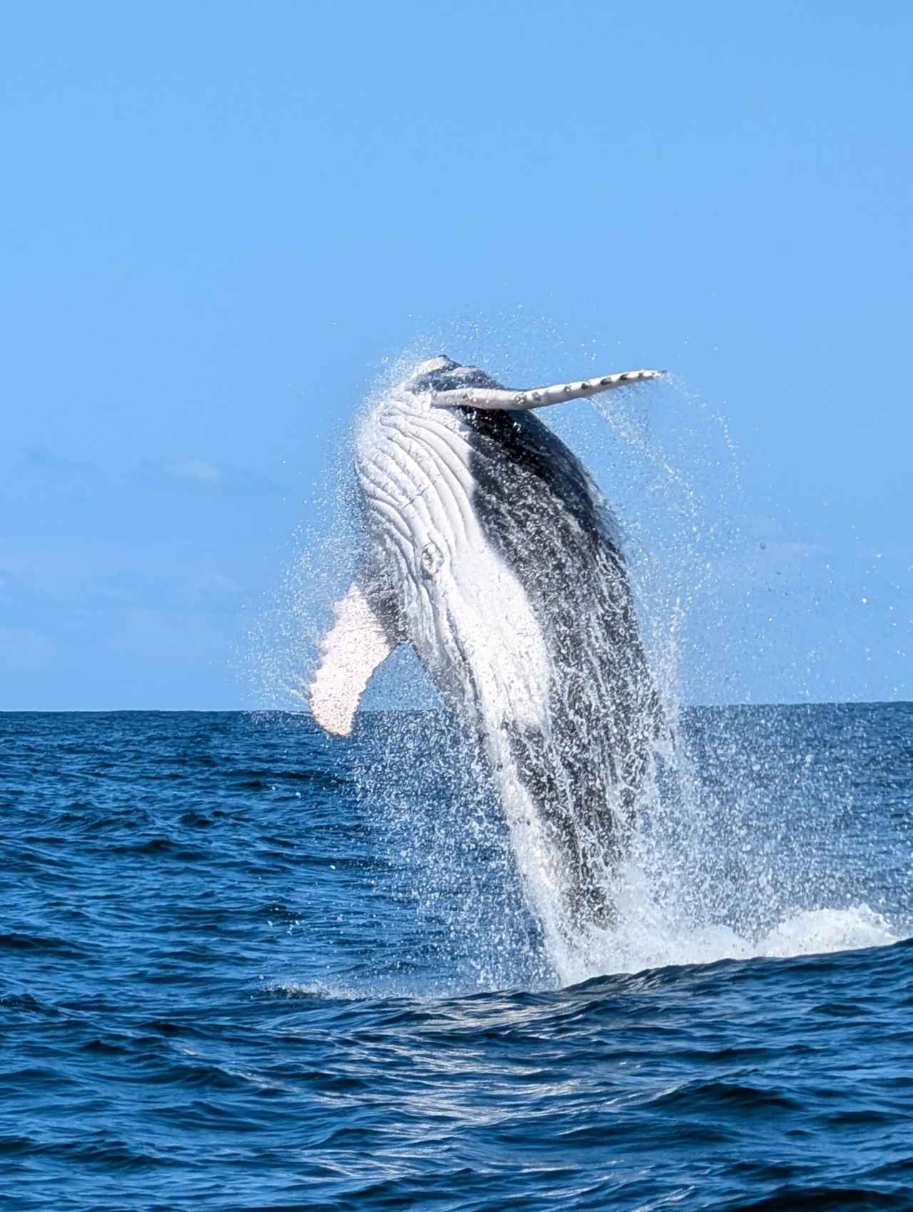 画像1: オーストラリアの動物たちに魅せられる。旅先で知る固有種の魅力