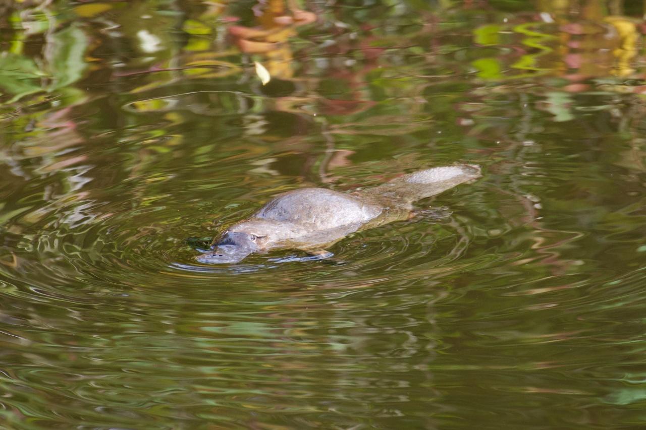 画像3: 画像提供:オーストラリア政府観光局
