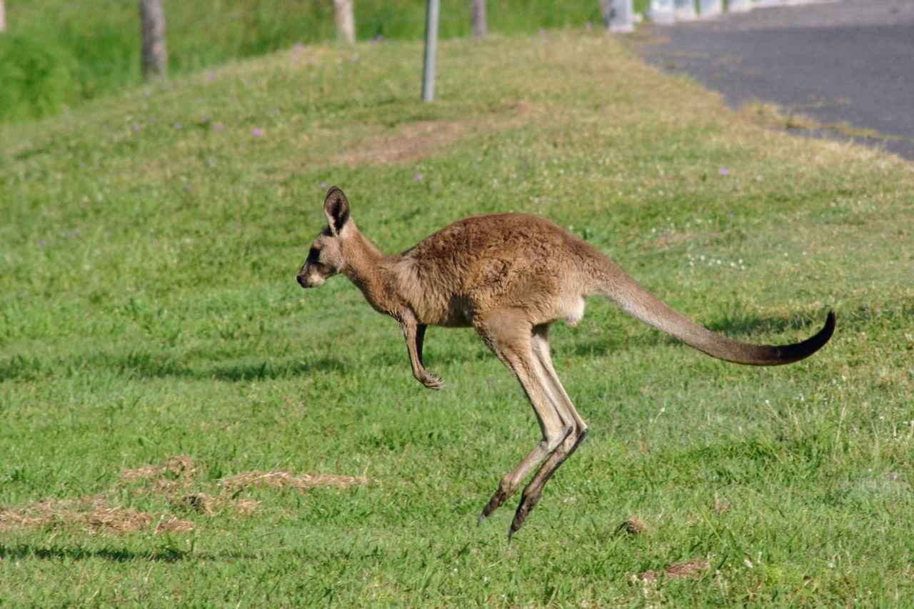 画像2: カンガルー|跳ねる姿もくつろぐ姿も愛らしい、オーストラリアの象徴