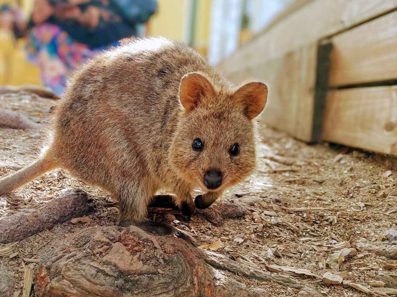 画像1: クオッカ|“世界一幸せな動物”の笑顔とともに写真を撮る