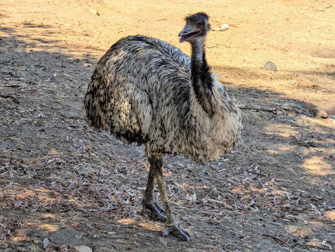 画像1: エミュー|広大な大地を歩く、オーストラリアらしい大型の鳥