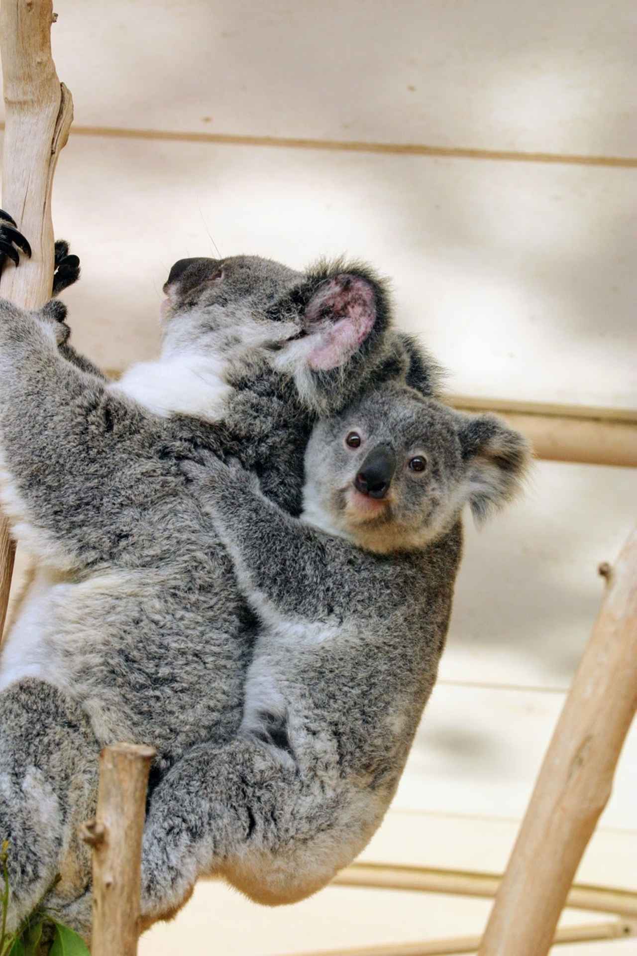 画像2: オーストラリアの動物たちに魅せられる。旅先で知る固有種の魅力