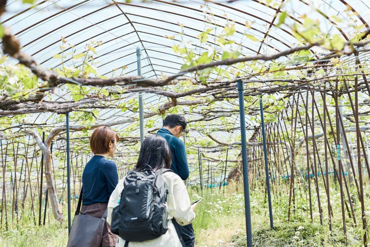 画像1: 畑に立つと、ワインが“農産物”だとわかる