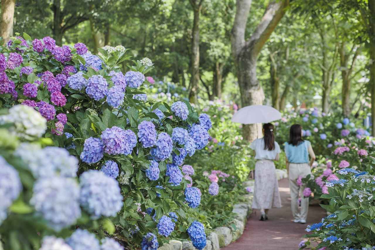 画像2: 1. 「フラワーロード」で季節の花を愛でる