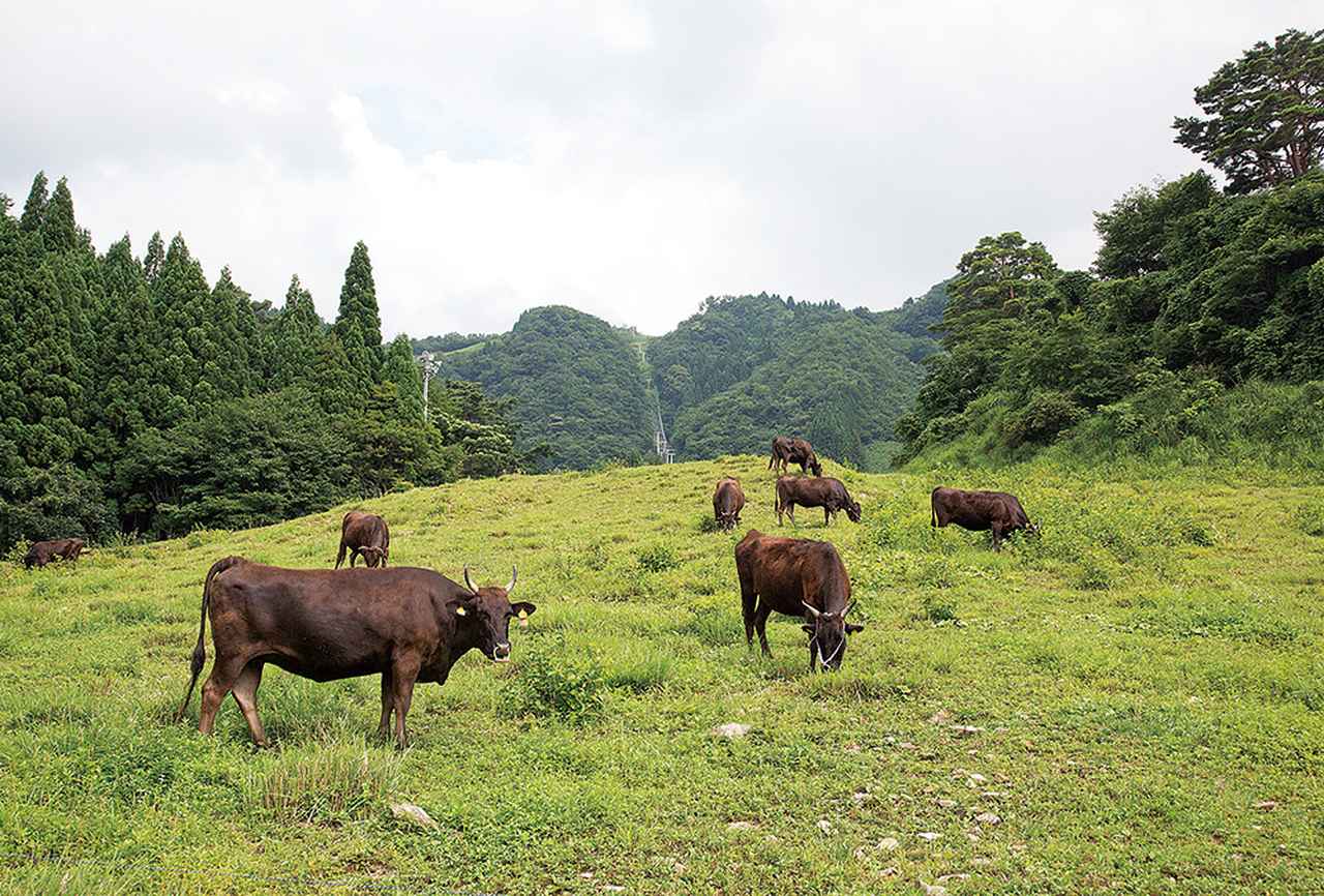 画像: スキー場を活用した但馬牛の放牧