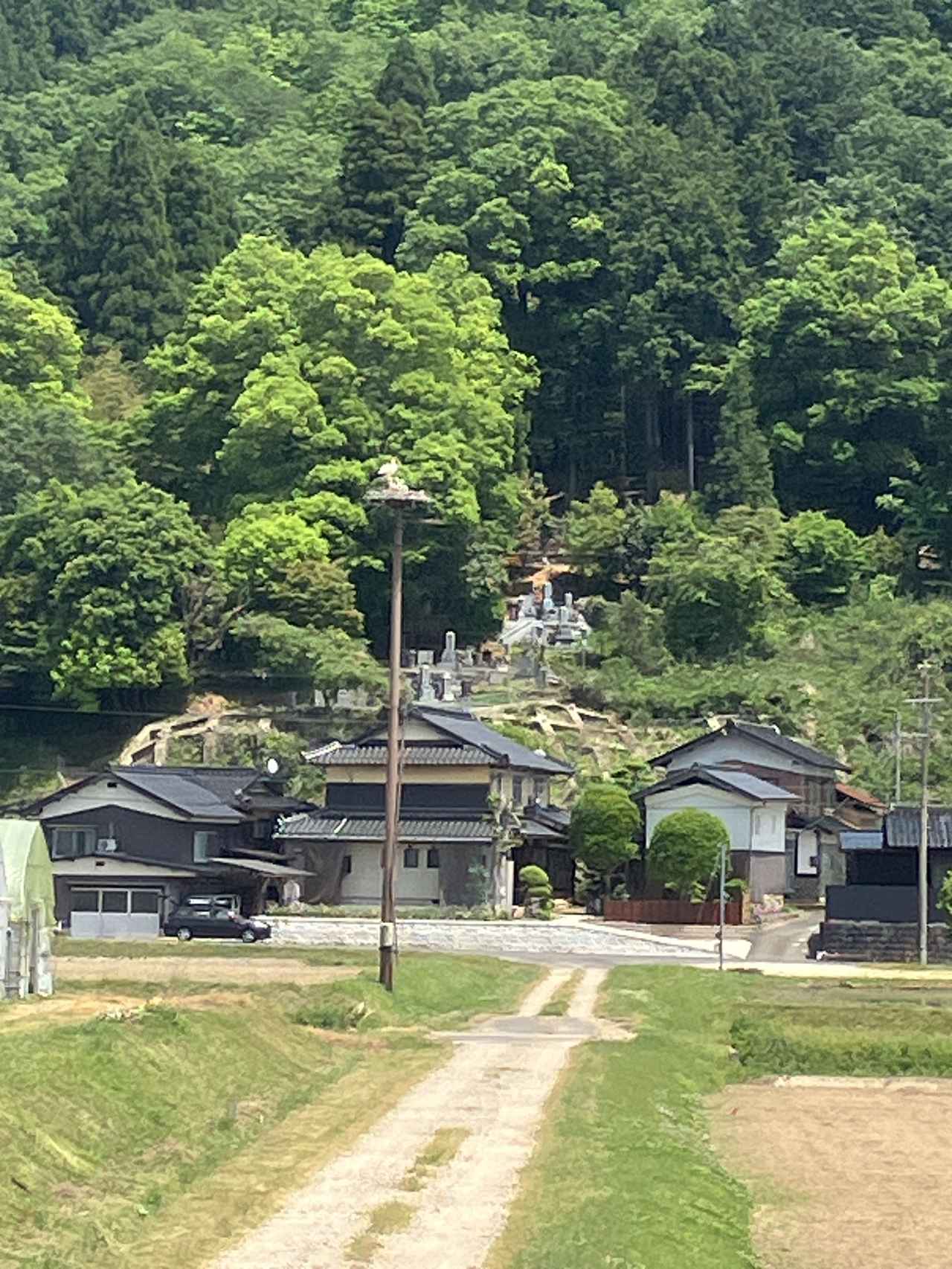 画像: 電柱に巣をつくり生活している様子