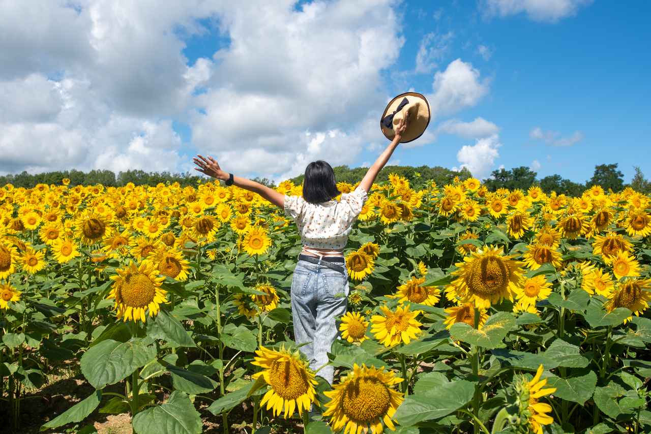 画像1: 圧巻のスケール！「北竜町ひまわりまつり」