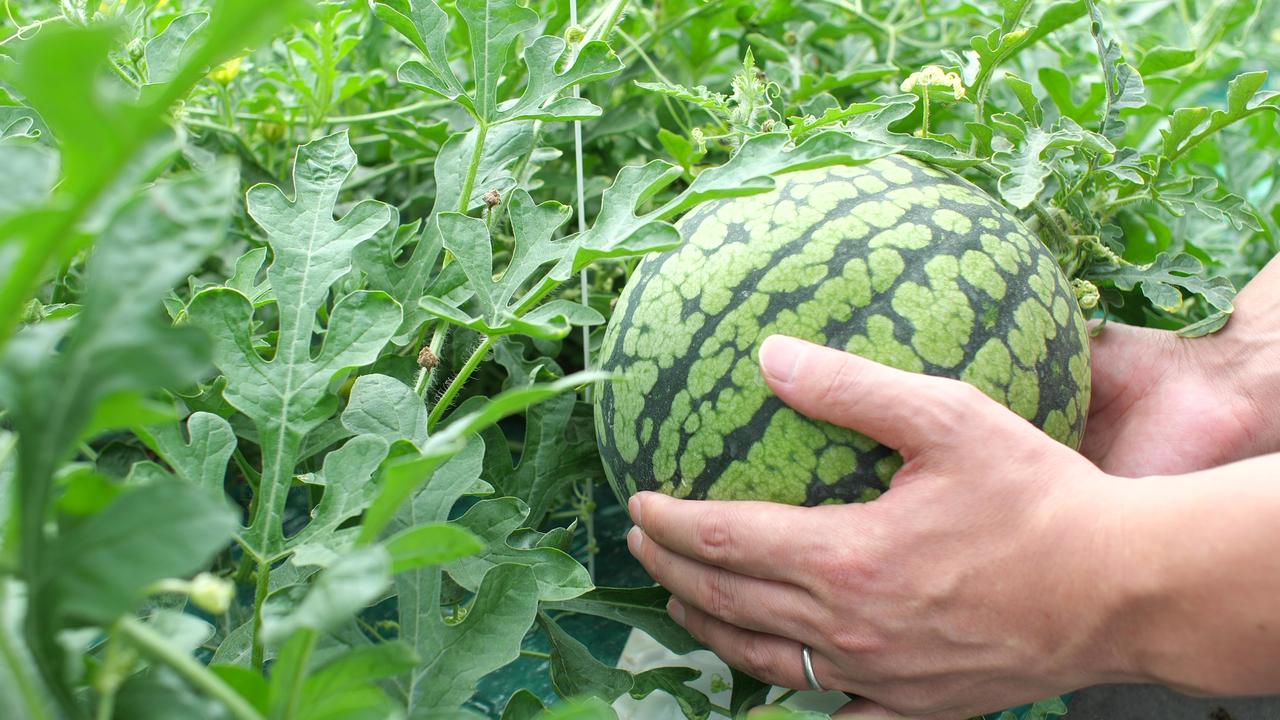 画像4: 北竜町の特産品をJALふるさと納税で