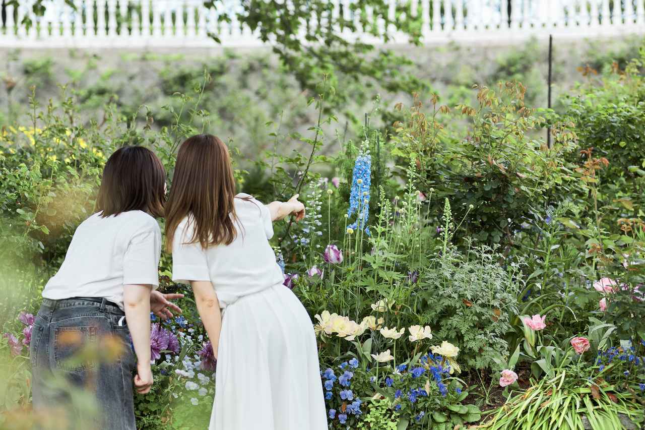画像: イングリッシュローズガーデンで見つけたデルフィニウム。花言葉は「幸福」