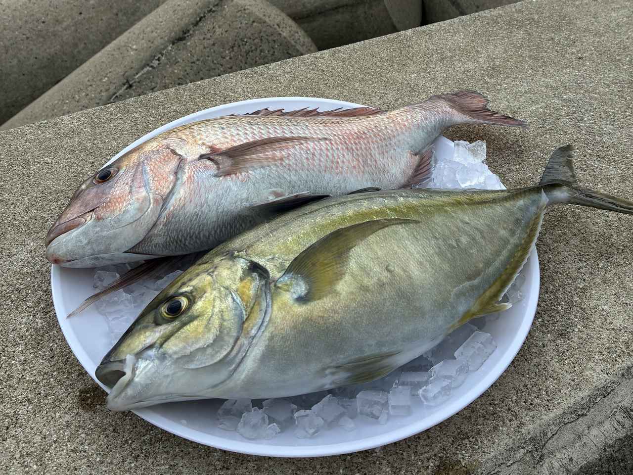 画像: 先ほど養殖場で泳いでいた魚をさばいていただきます