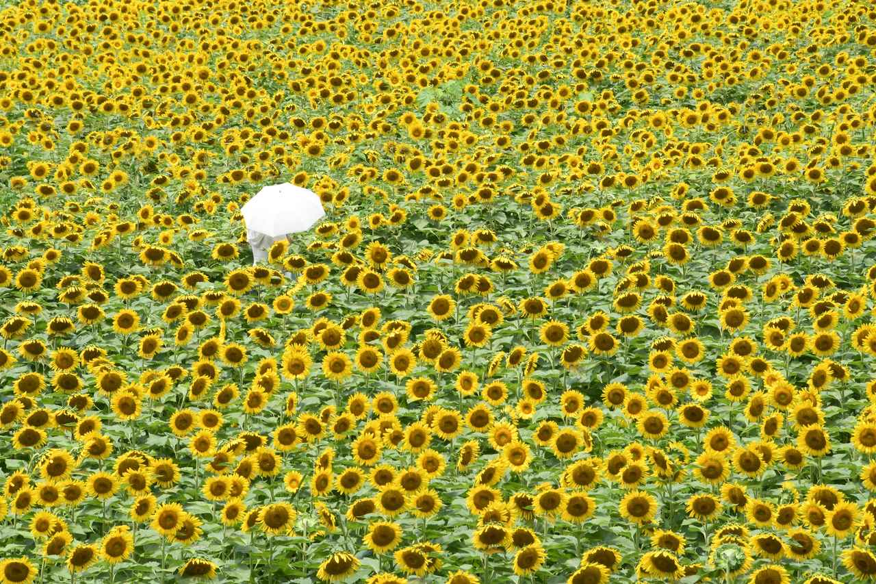 画像1: 関西最大級。「世界のひまわり園」で出合う白や赤のひまわり