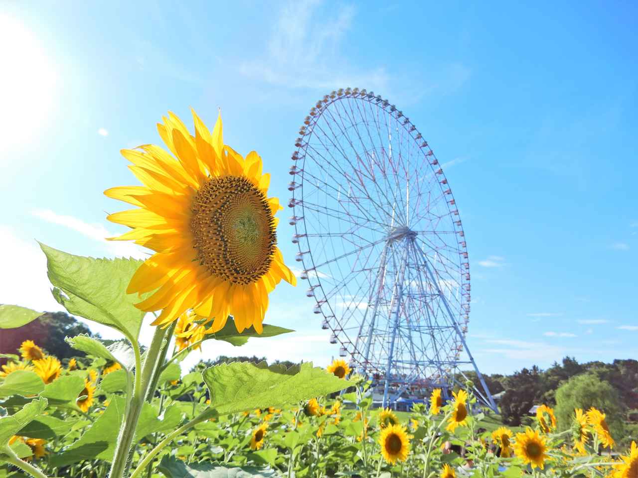 画像: 大観覧車を背景に咲く、都内の海辺のひまわり畑
