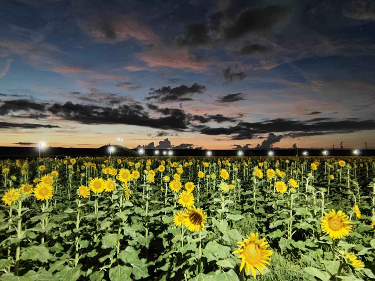 画像8: 【全国】ひまわり畑の絶景スポット15選。見頃や夏休みに行きたいイベントもご紹介!