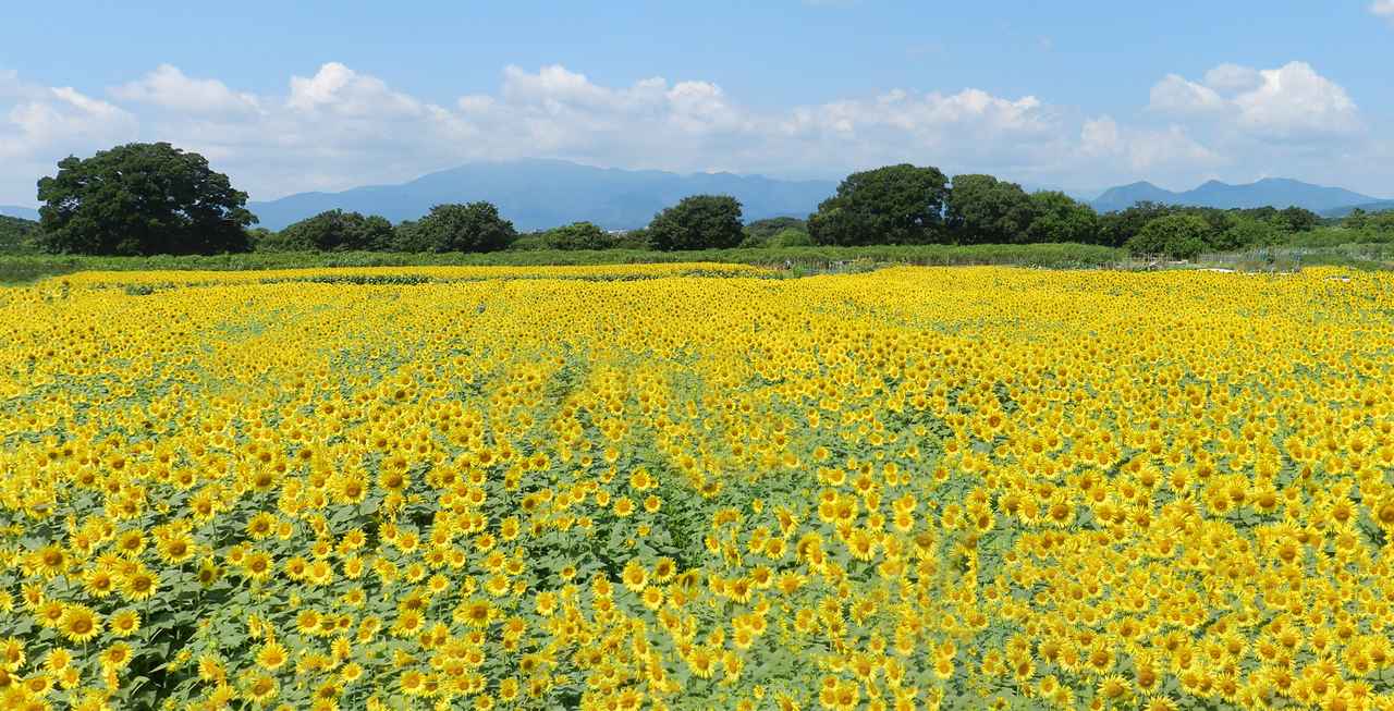 画像2: 関東最大級・55万本の圧倒的密度!展望台から見下ろす黄色い大パノラマ