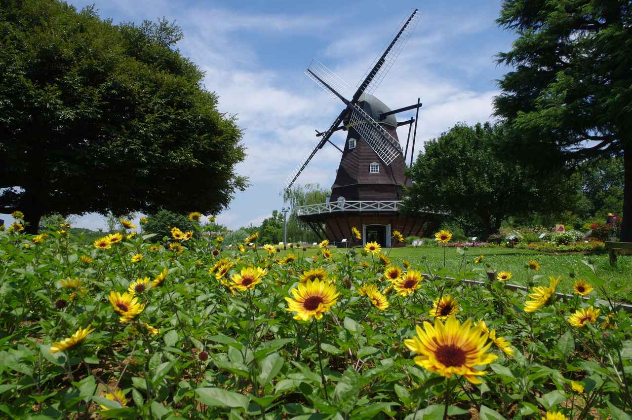 画像3: 【全国】ひまわり畑の絶景スポット15選。見頃や夏休みに行きたいイベントもご紹介!
