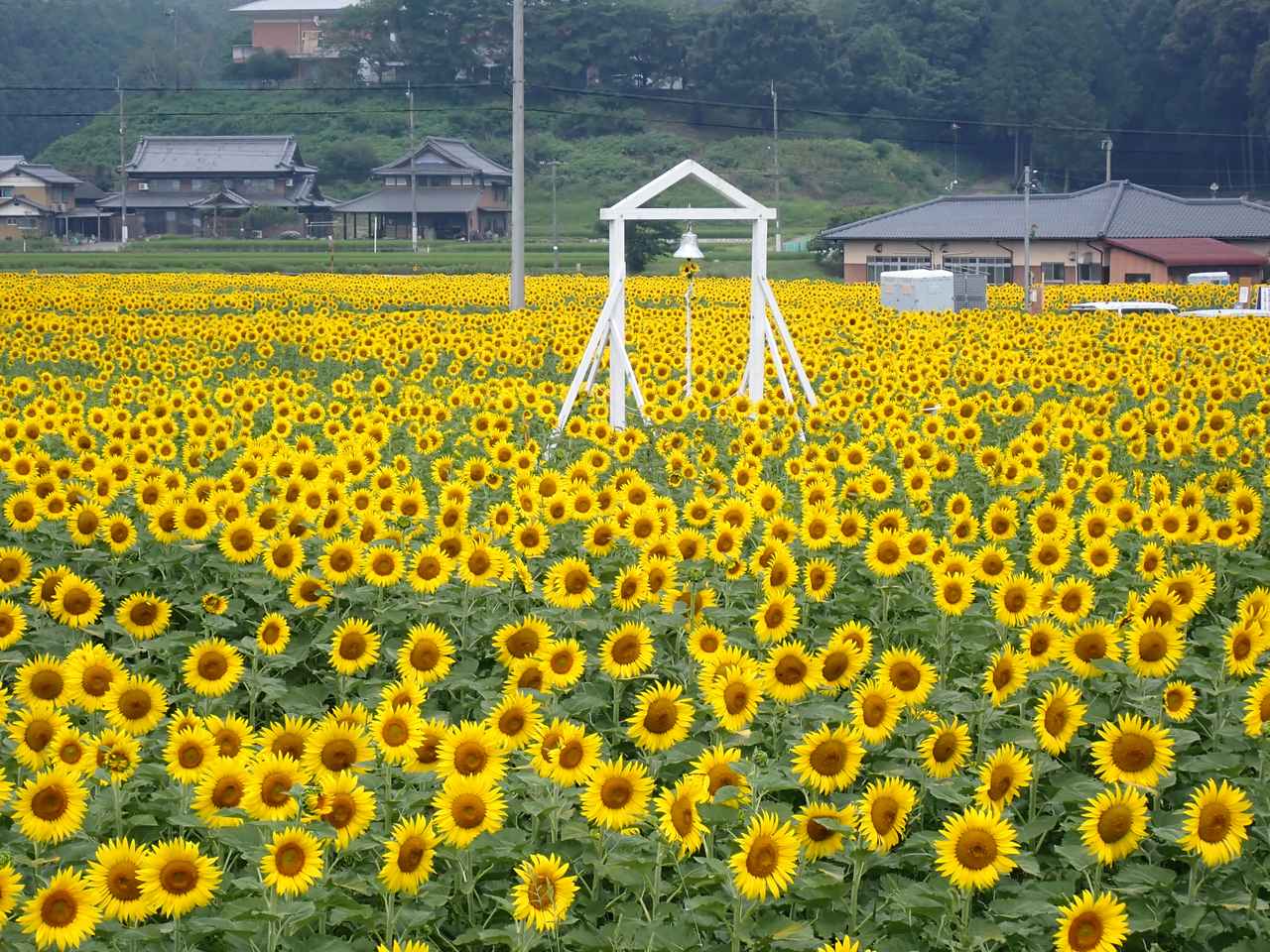 画像: ひまわり畑とローカル線の共演を楽しめるのどかな「ひまわりの町」