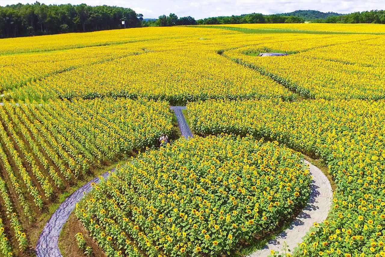 画像1: 【全国】ひまわり畑の絶景スポット15選。見頃や夏休みに行きたいイベントもご紹介!