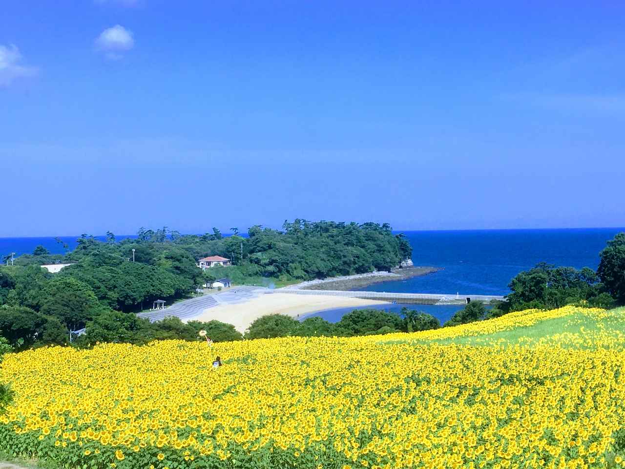 画像1: 視界いっぱいに広がる「青い海」と岬を埋め尽くす160万本のひまわり