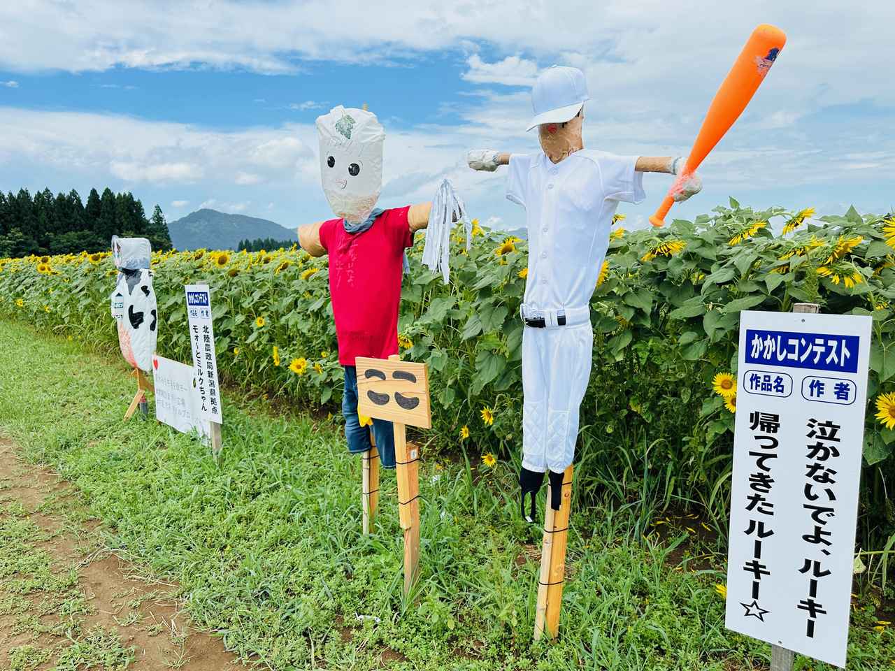 画像2: 50万本の迷路にユニークなかかしがお出迎え!豪雪地帯の夏のオアシス