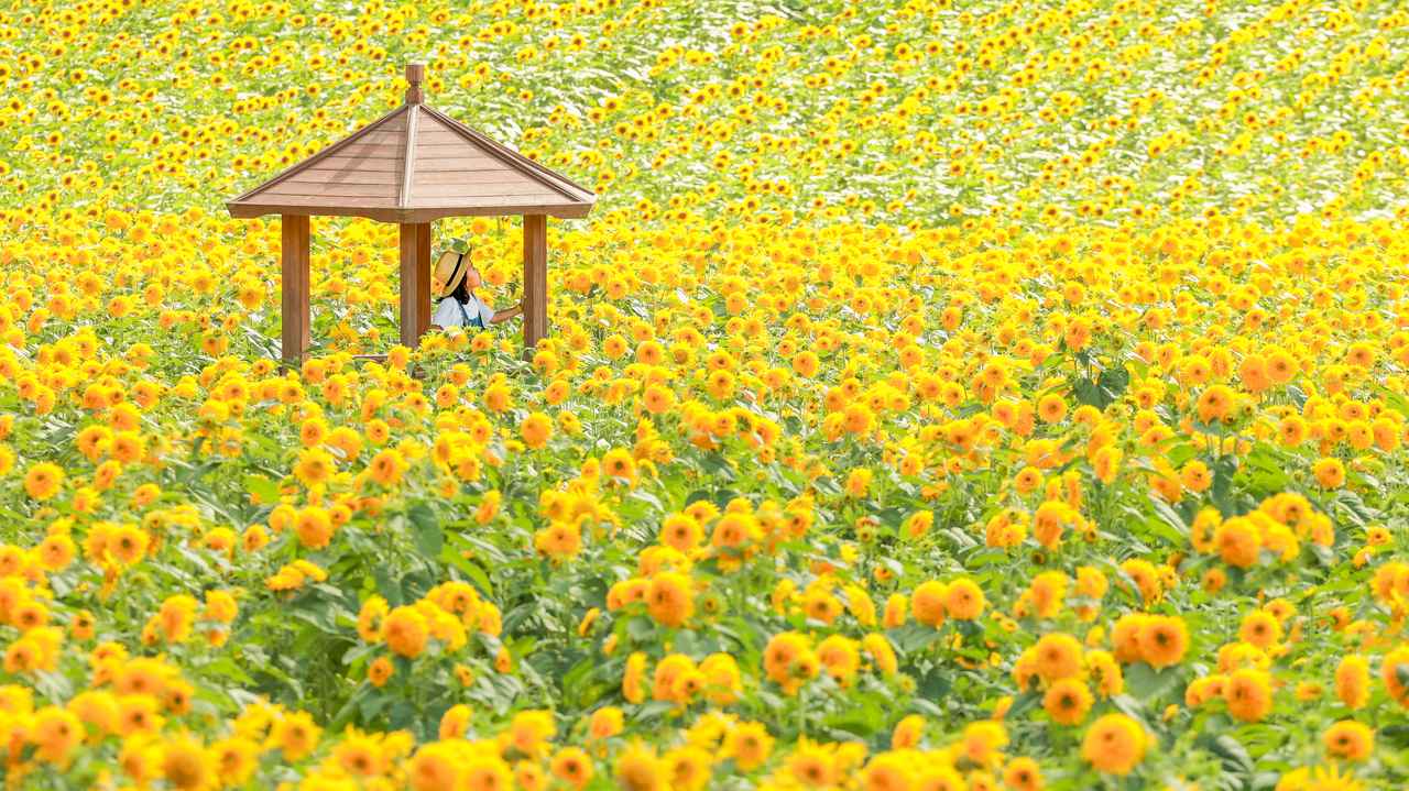画像1: 白いひまわりも。絵本の世界のような花畑
