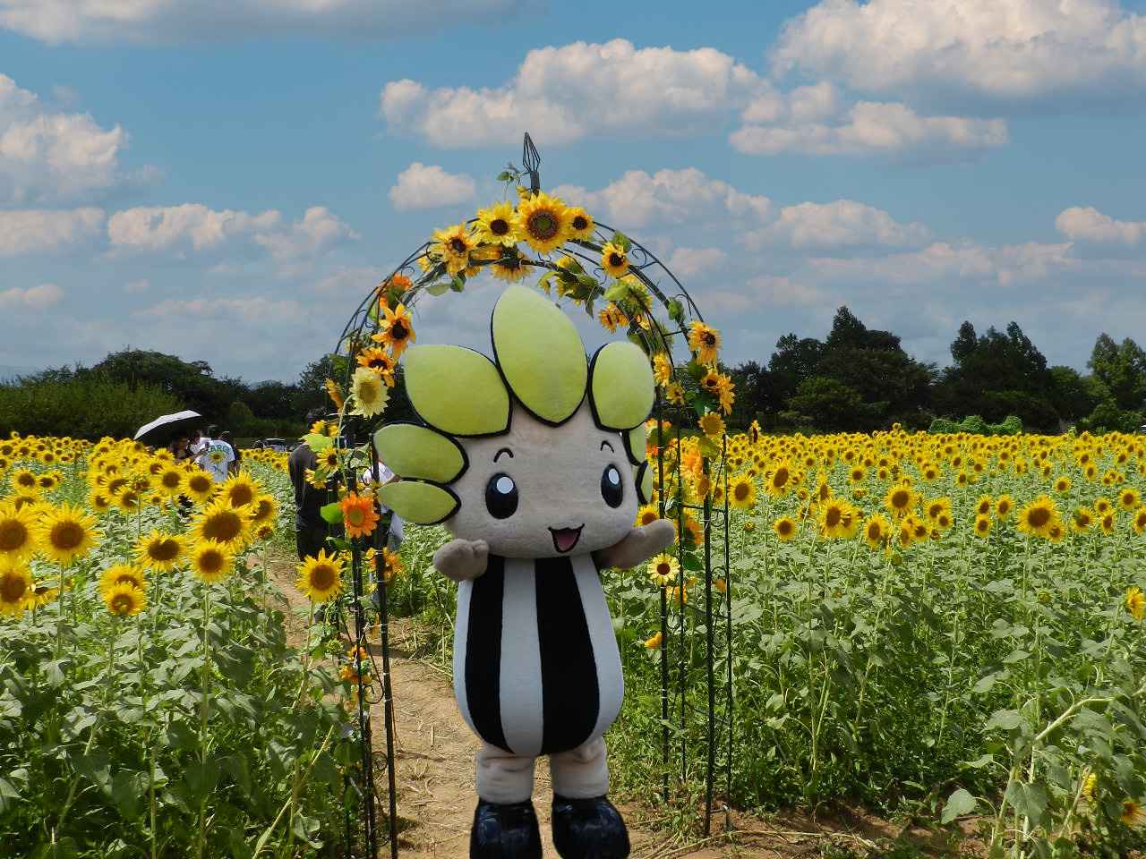 画像3: 関東最大級・55万本の圧倒的密度!展望台から見下ろす黄色い大パノラマ
