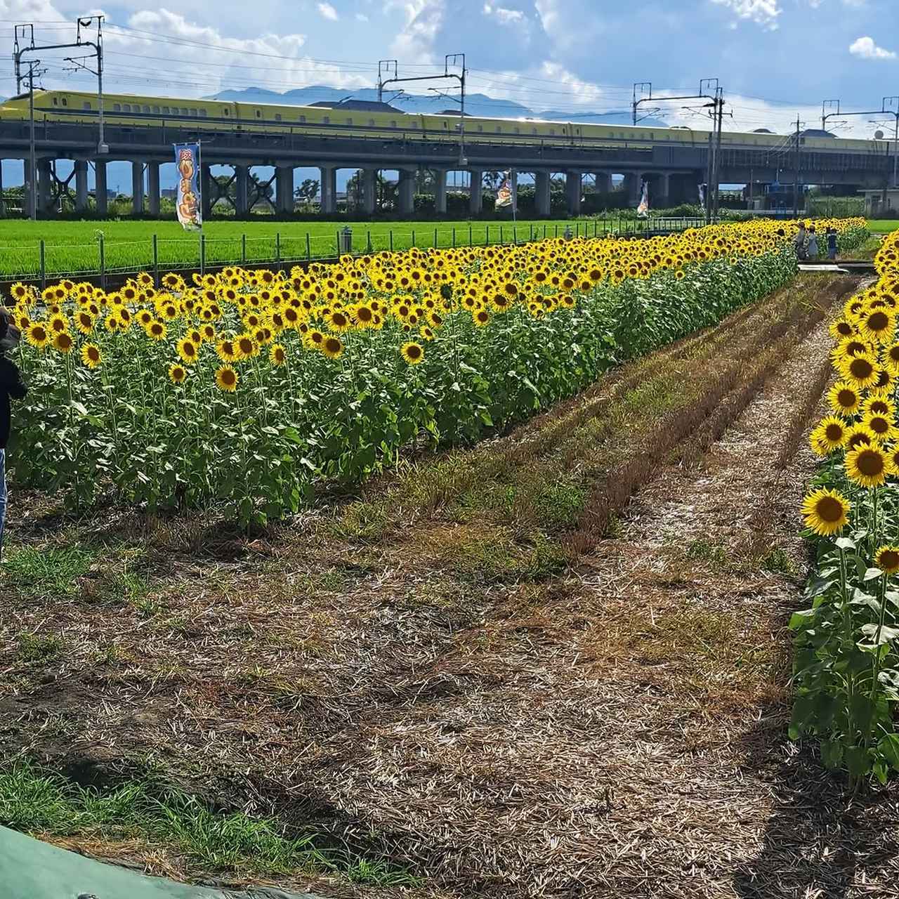画像1: 新幹線とひまわりが交差する奇跡の瞬間!鉄道ファンならずとも撮りたい躍動の1枚