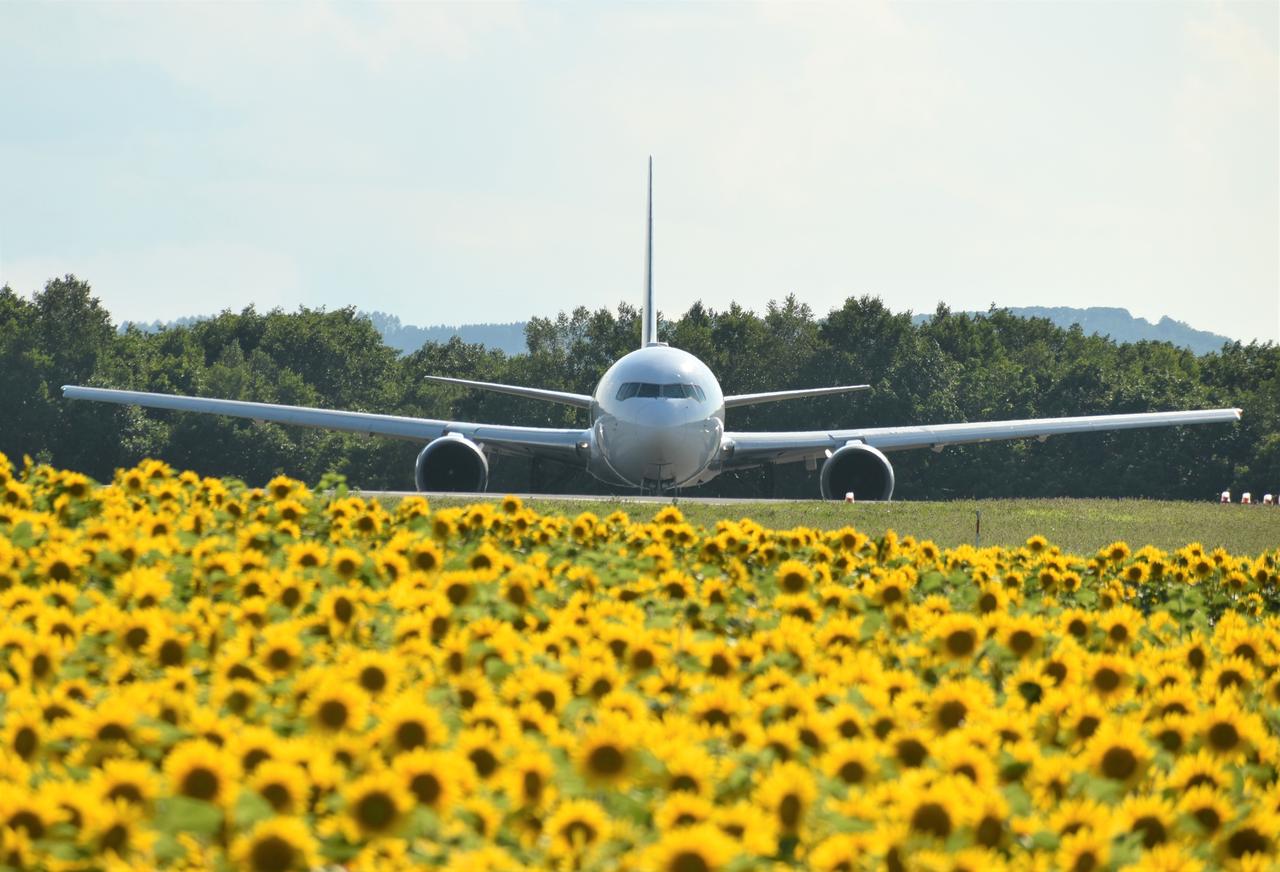 画像2: 女満別空港から車で約5分。飛行機との共演が楽しめるひまわり畑