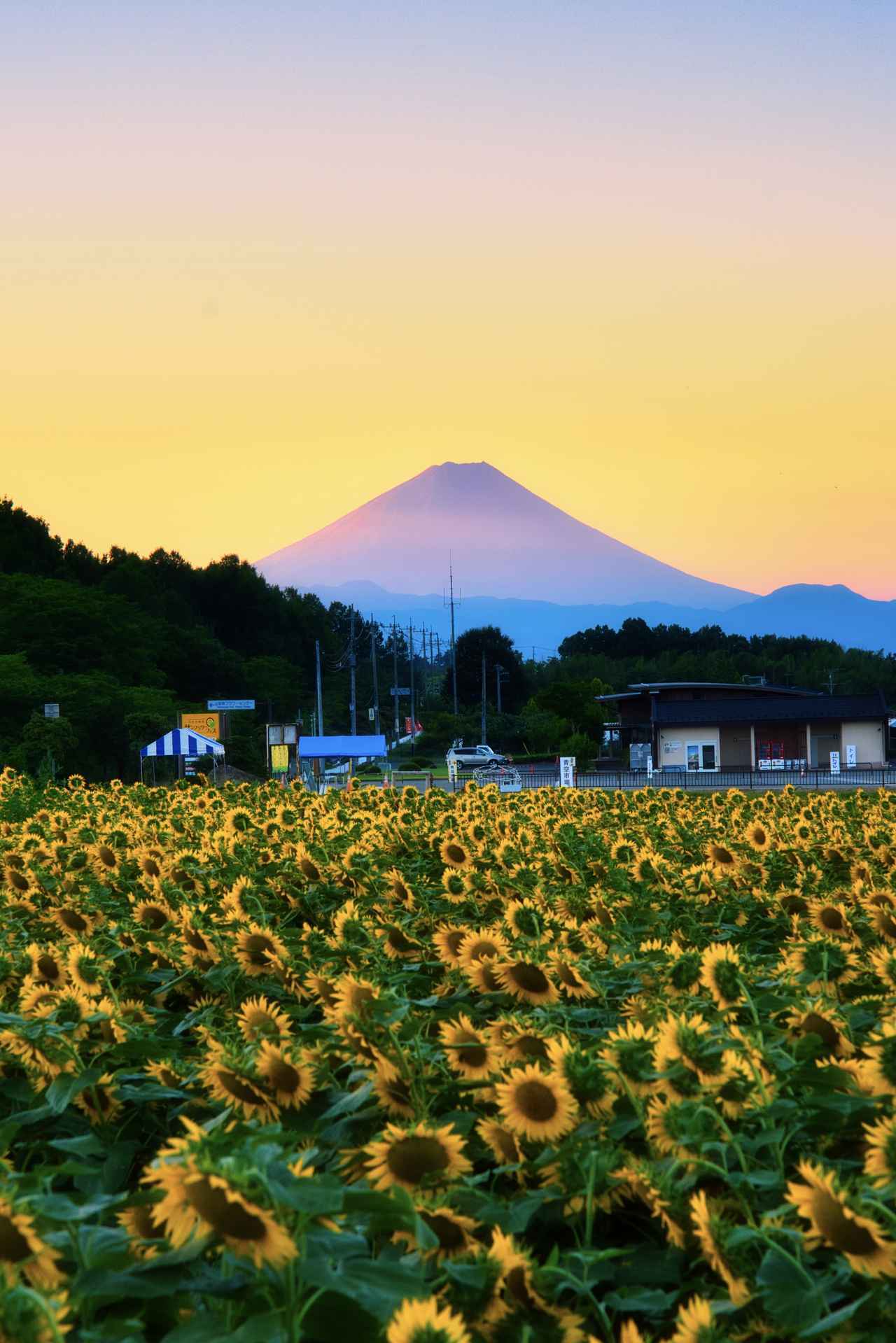 画像6: 【全国】ひまわり畑の絶景スポット15選。見頃や夏休みに行きたいイベントもご紹介!