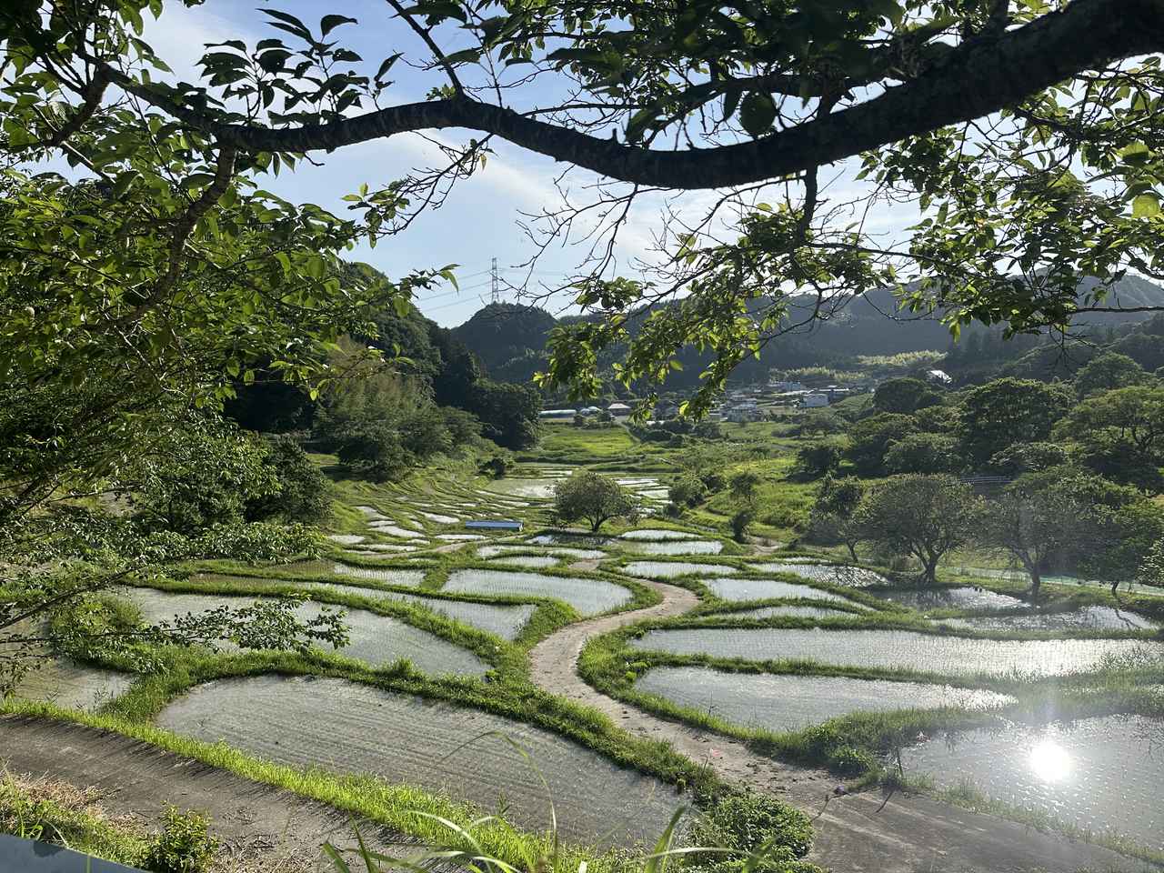 画像: 約400年の歴史を持つ、菊川の原風景「千框(せんがまち)の棚田」