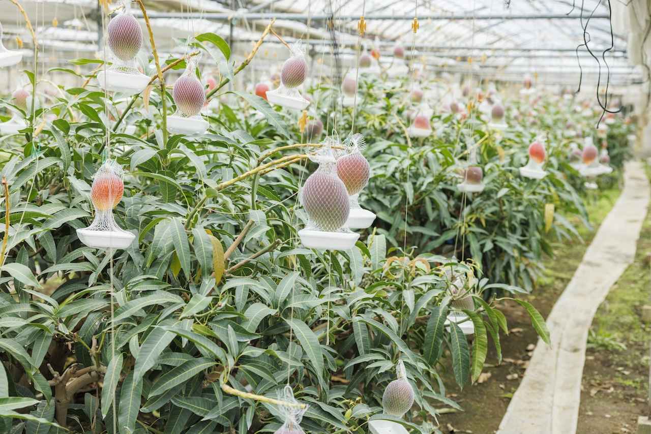 画像1: 気候のみならず、優れた技術があればこそ生み出されるおいしさ