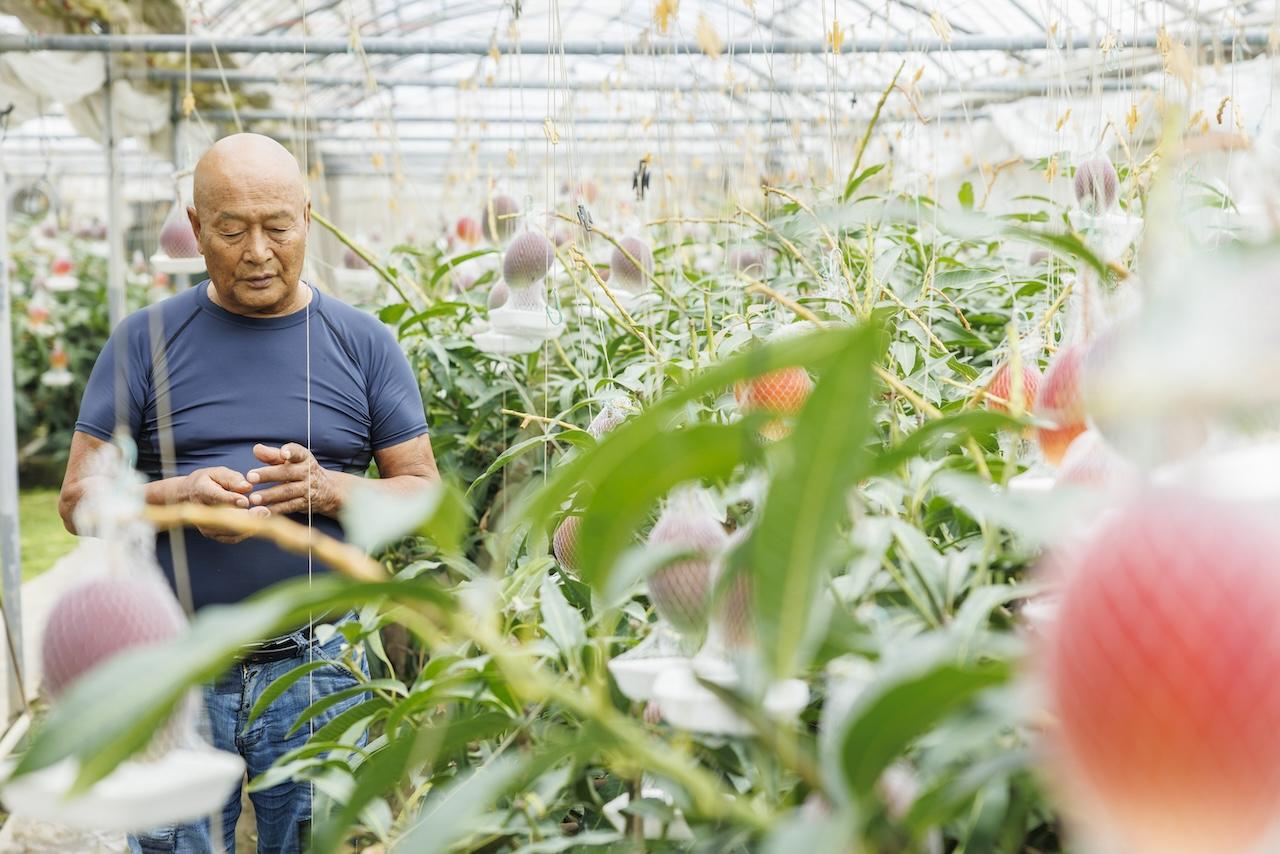 画像2: 気候のみならず、優れた技術があればこそ生み出されるおいしさ