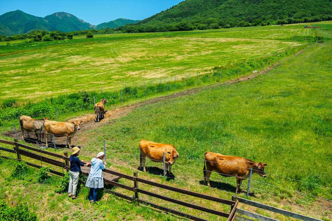 画像1: 【岡山】西日本の軽井沢。牧歌的な緑にあふれる「蒜山高原」