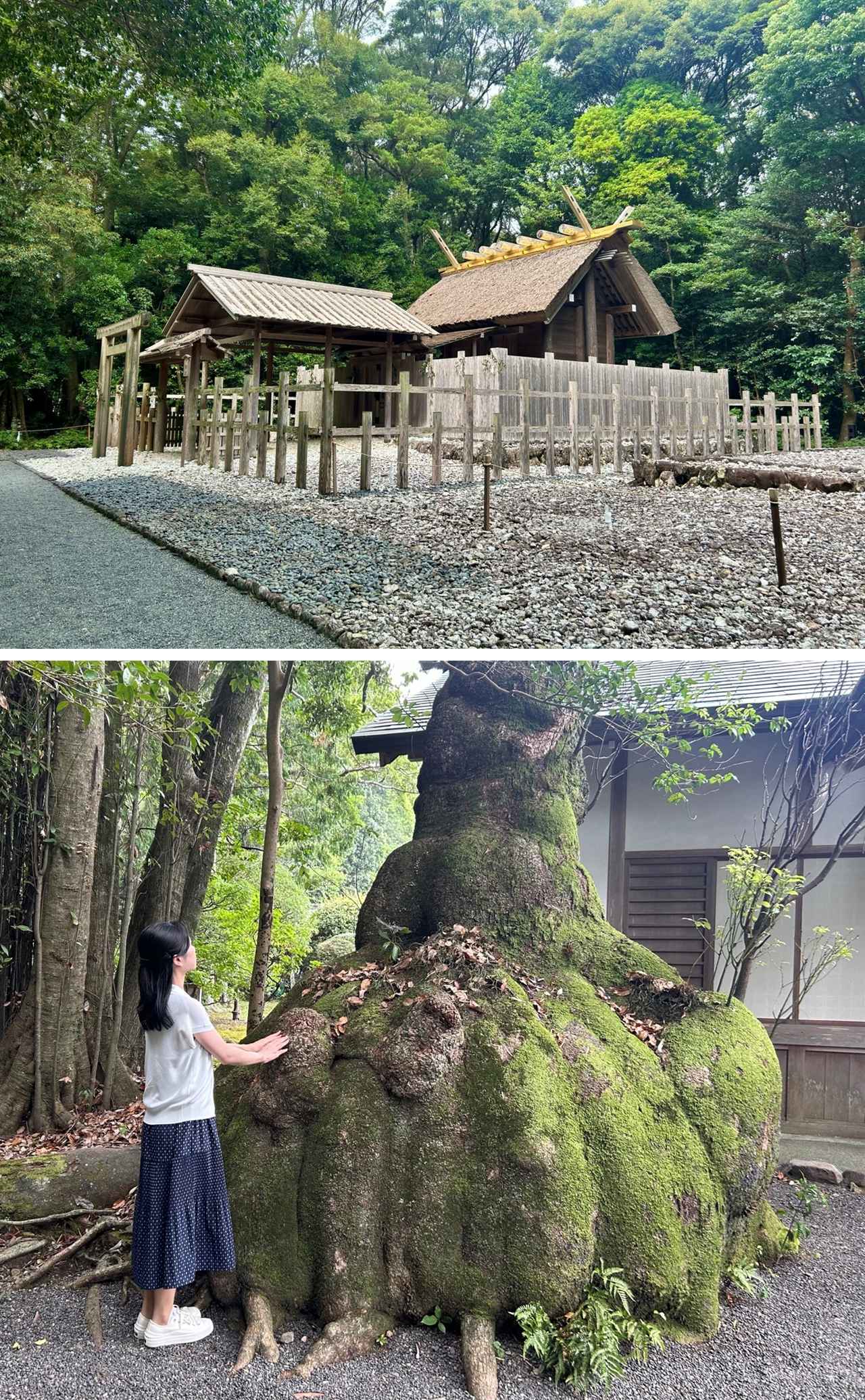 画像: 鎮守の森に癒やされる|伊雑宮