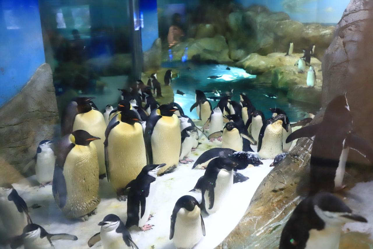画像: アドベンチャーワールドはペンギンの飼育種数・羽数が多く、さまざまな種類のペンギンに出合えるのが魅力です