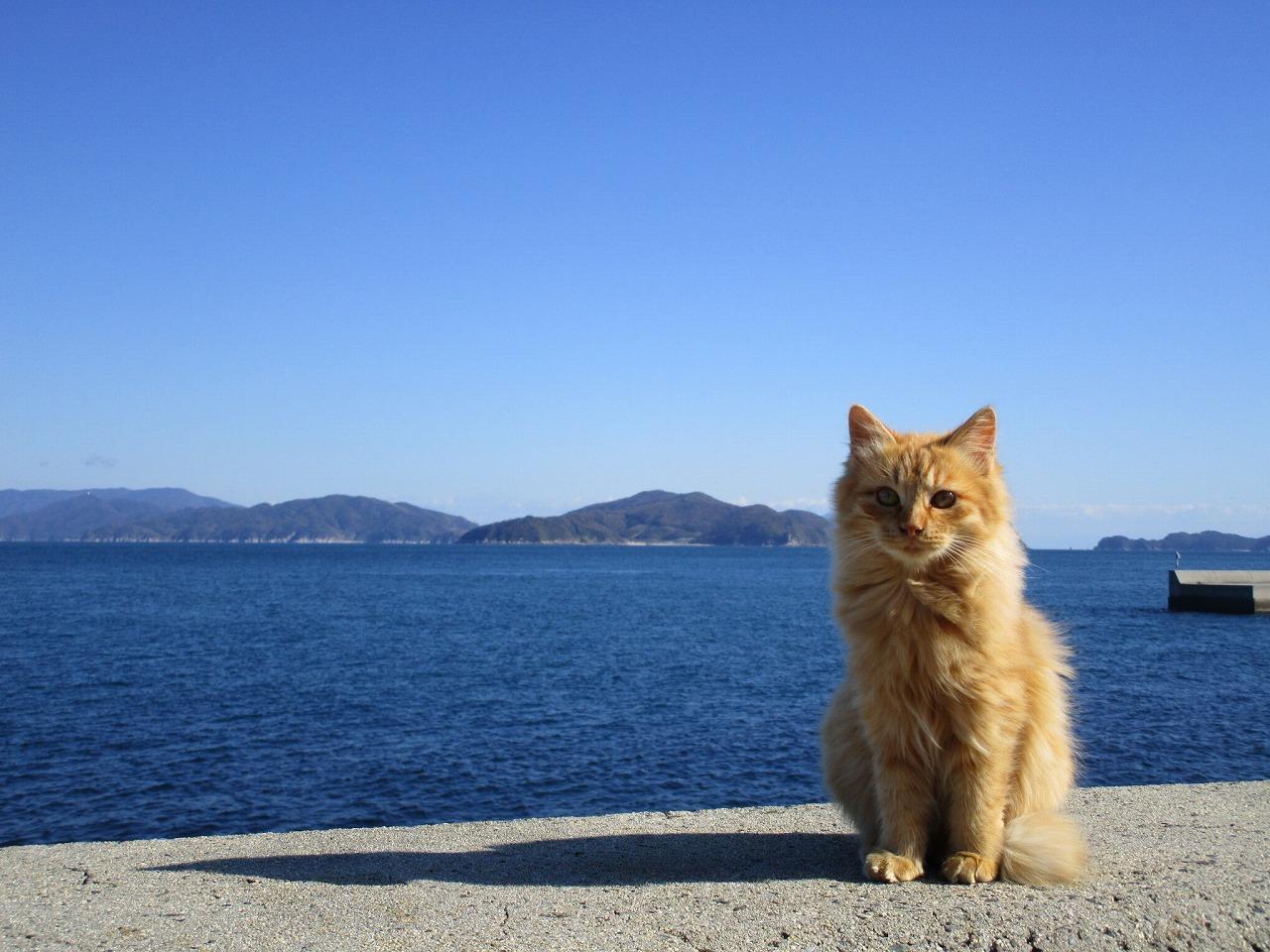 画像: 日本の猫島9選!猫好きの聖地で“最幸”の癒し旅