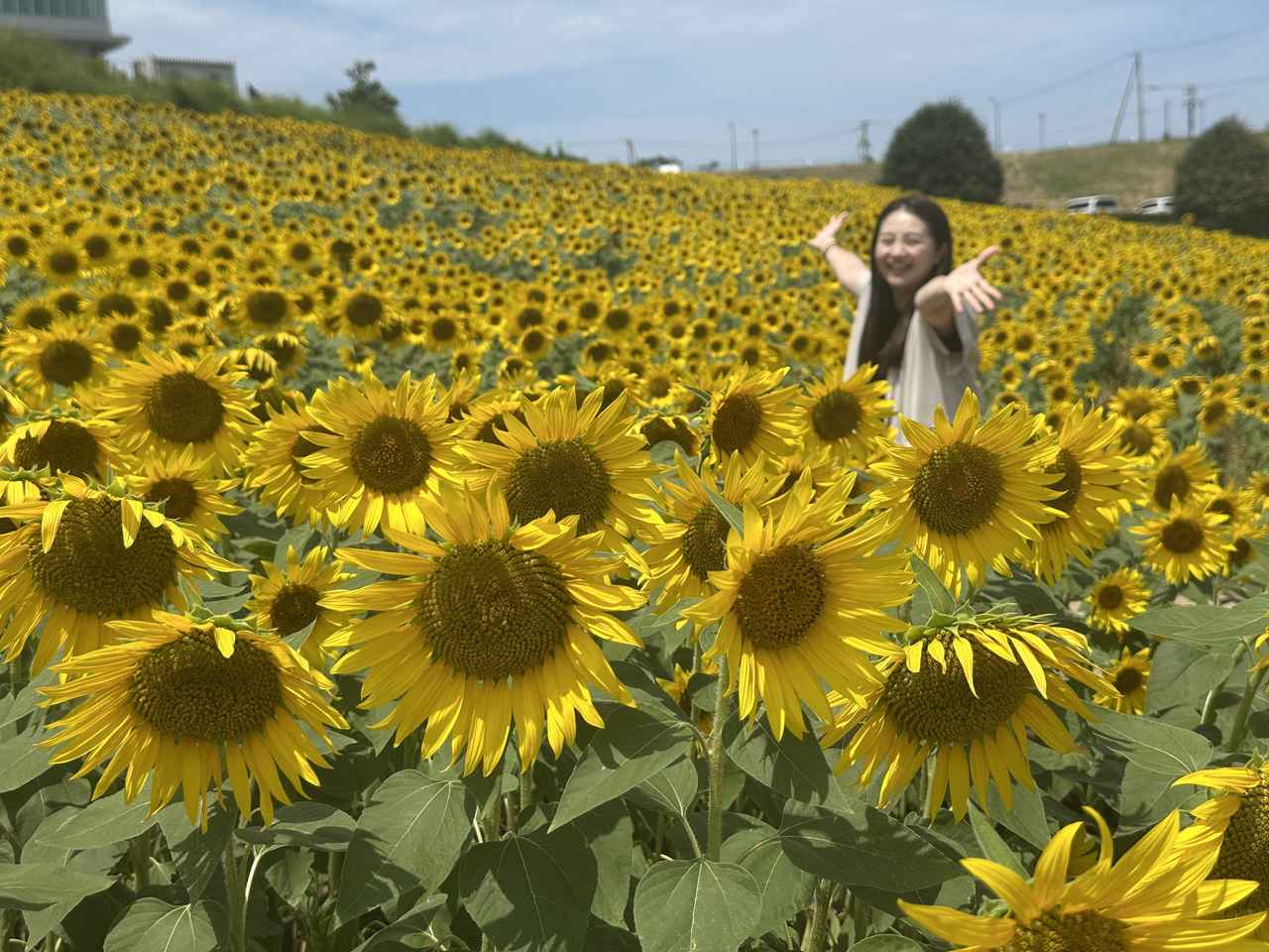 画像: 海を望む天空の花畑。四季を彩る「あわじ花さじき」