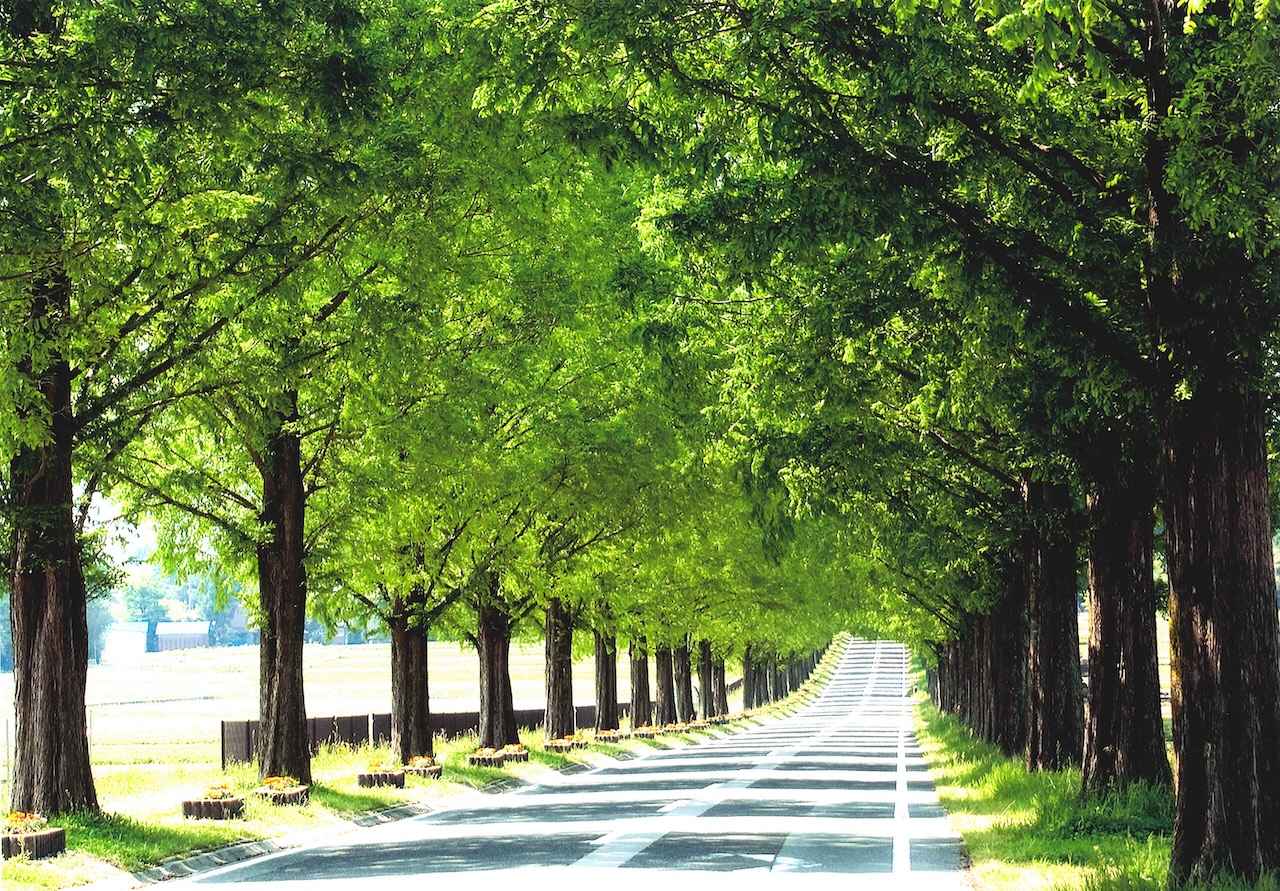 画像: 夏のメタセコイア並木