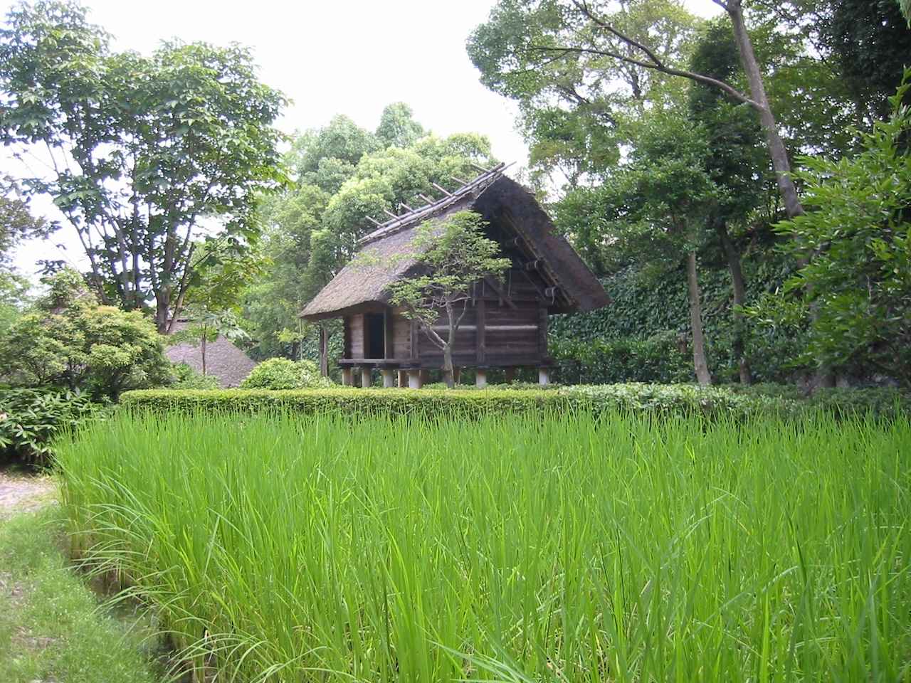 画像: 古代米
