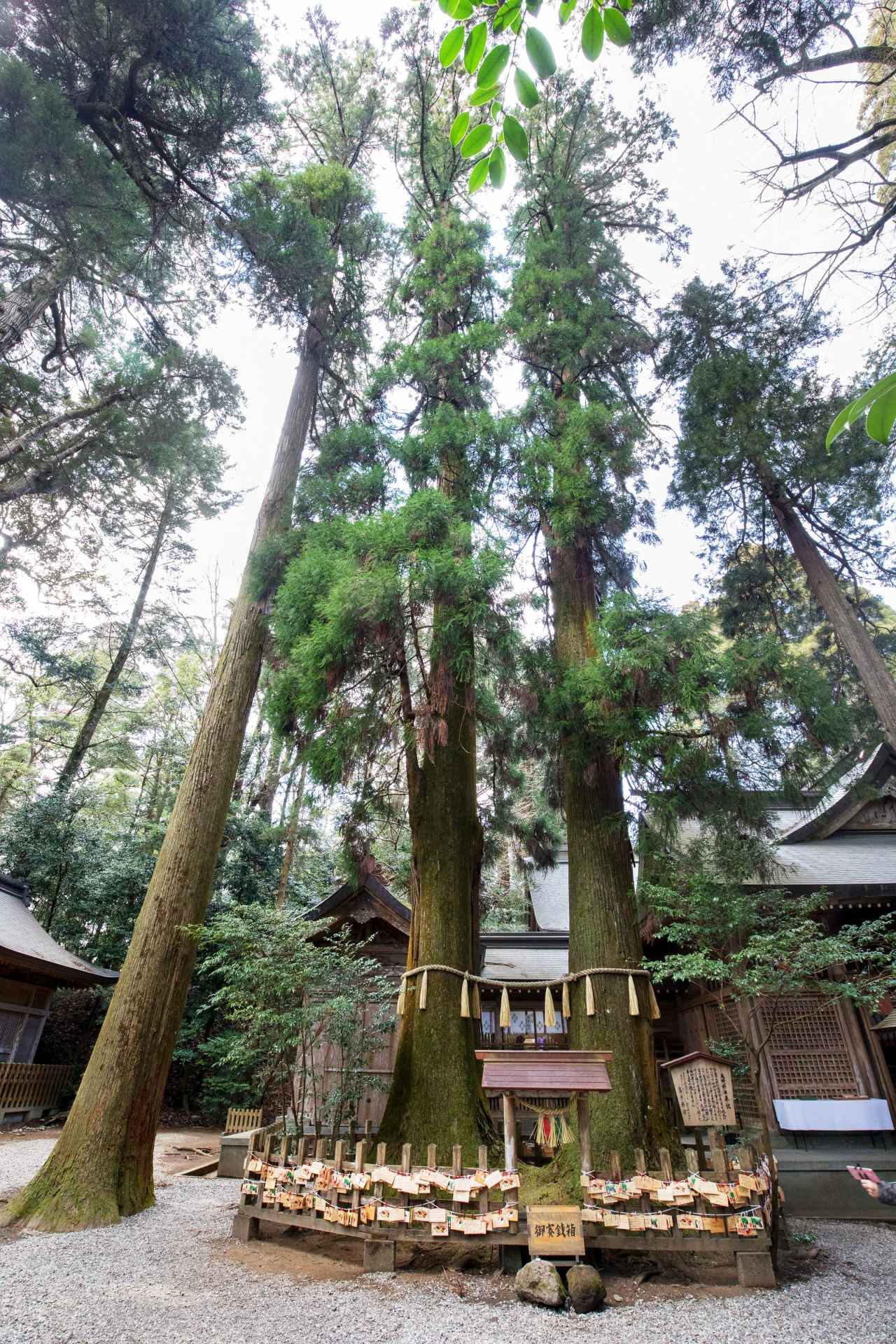 画像4: 写真提供:高千穂町観光協会