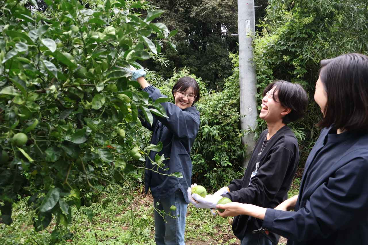 画像: 学生の皆さまと体験！爽やかな香りに包まれる かぼすの収穫体験