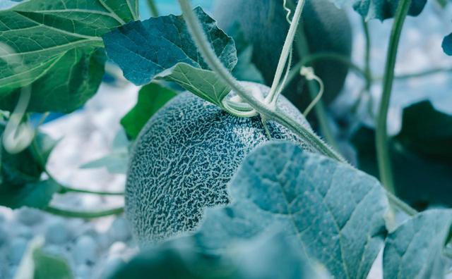 画像: melon-roman.com