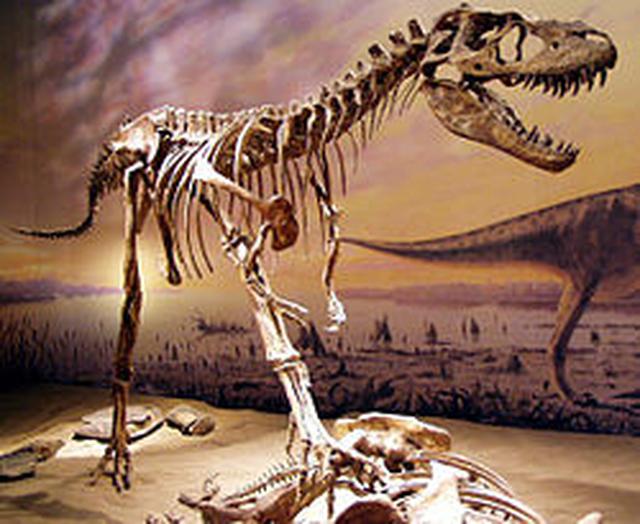 画像: ゴルゴサウルス ja.m.wikipedia.org