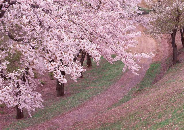 画像: 4タイプの味わいを四季で表現するのならば、華やかな香りを持つ薫酒は春から初夏にかけてのイメージ